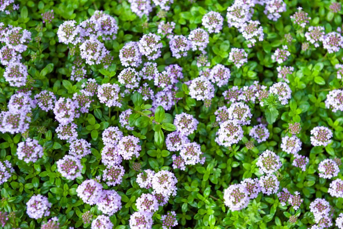 Thyme