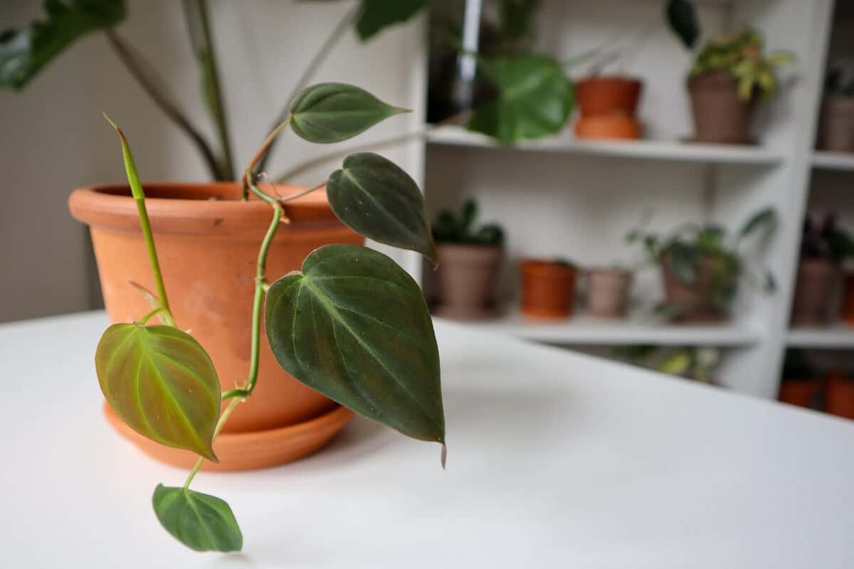 Velvet Leaf Philodendron