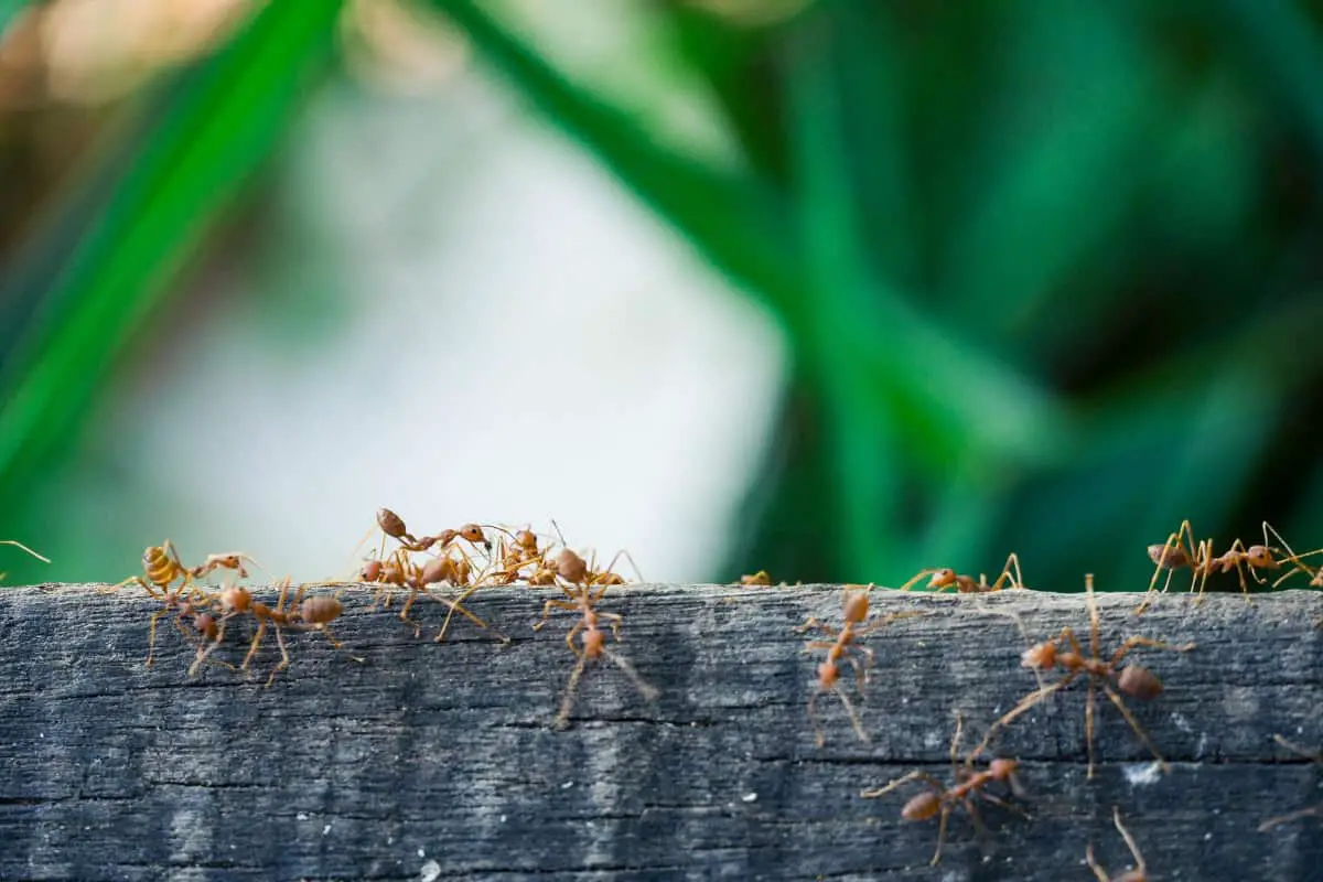 Will Ants Eat Artichoke Plants?
