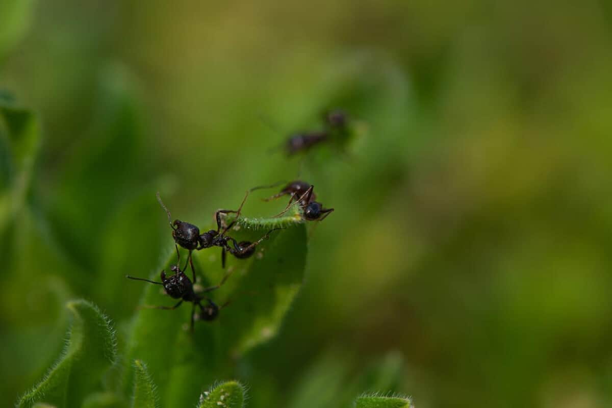 Will Ants Eat Bean Plants?