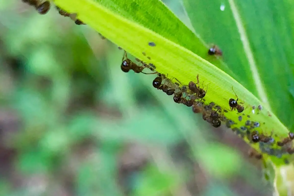 Will Ants Eat Corn Plants