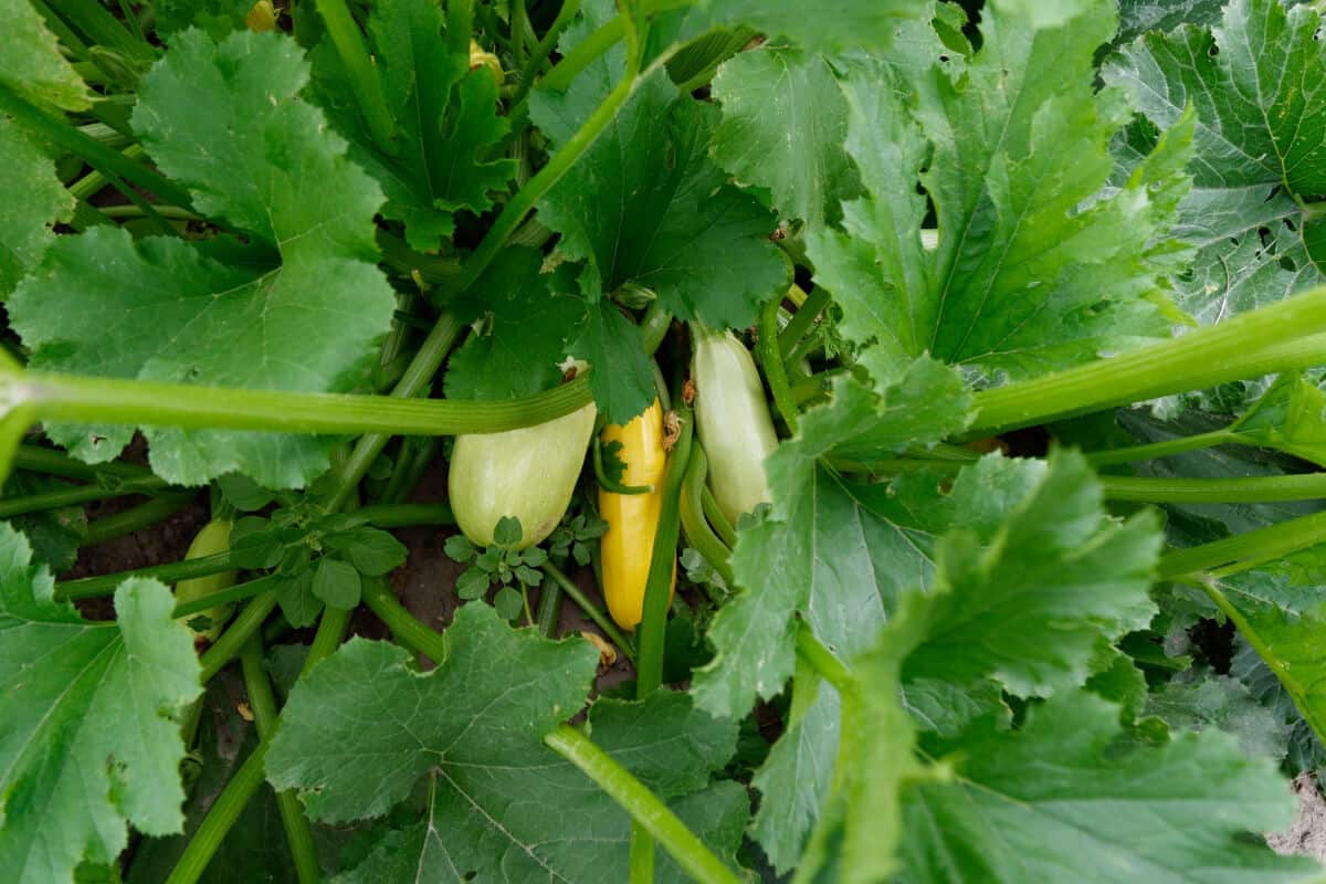 Will Ants Eat Squash Plants