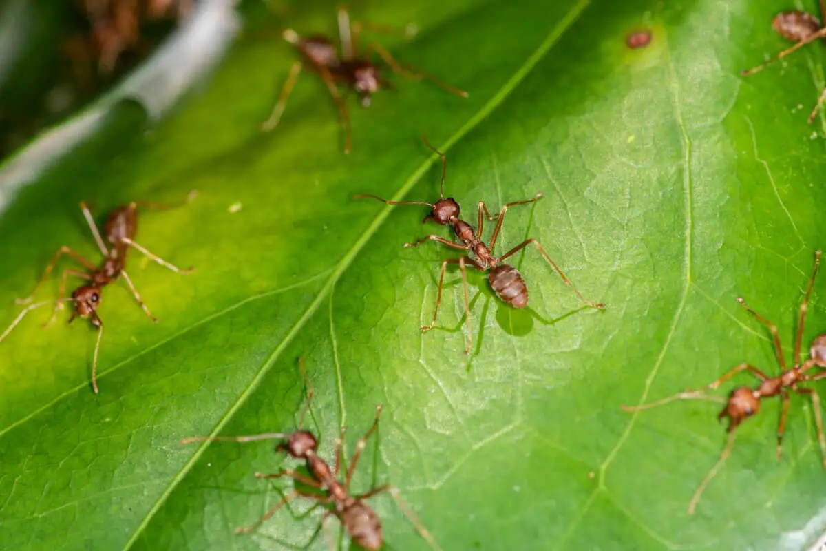 Will Ants Eat Watermelon Plants?