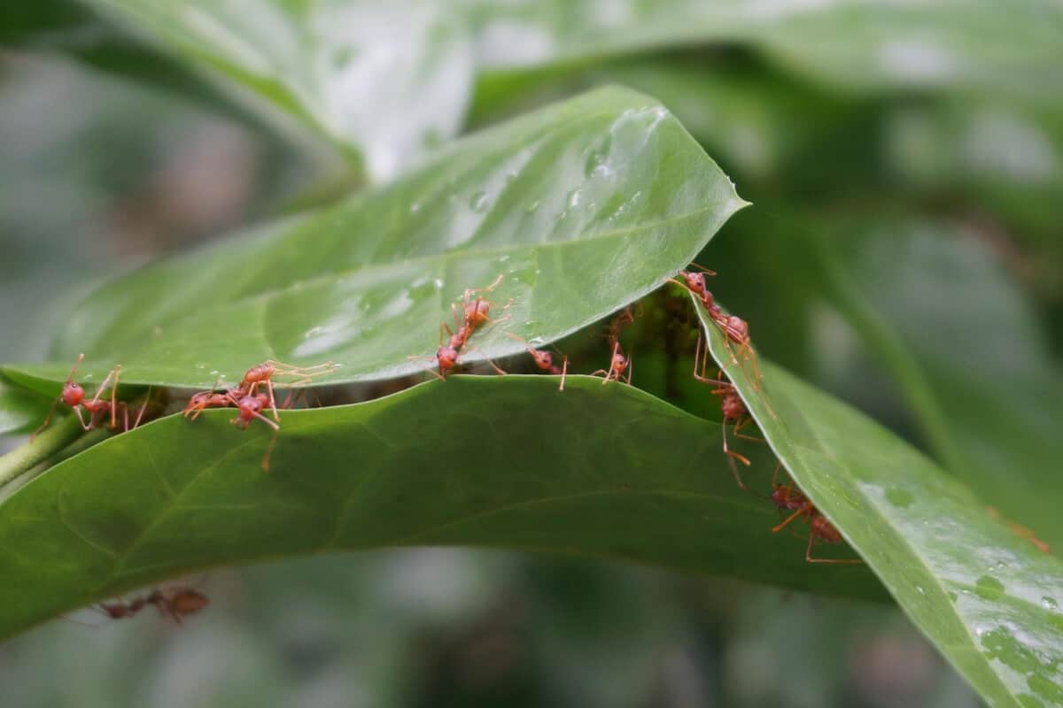 Ants on Zucchini Plants