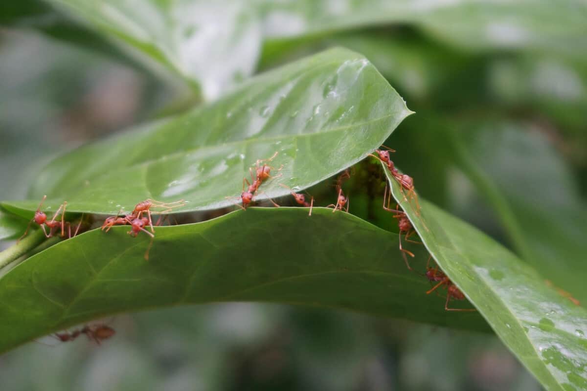 02 Will Ants Eat Zucchini Plants 