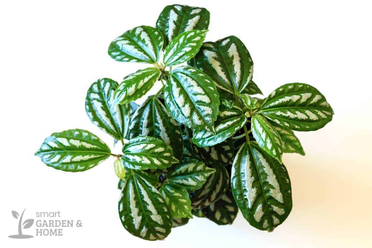 A lush aluminum plant, with glossy green and white leaves adorned with white-silver markings.