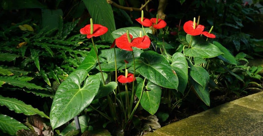 Anthurium Plant Small Houseplant