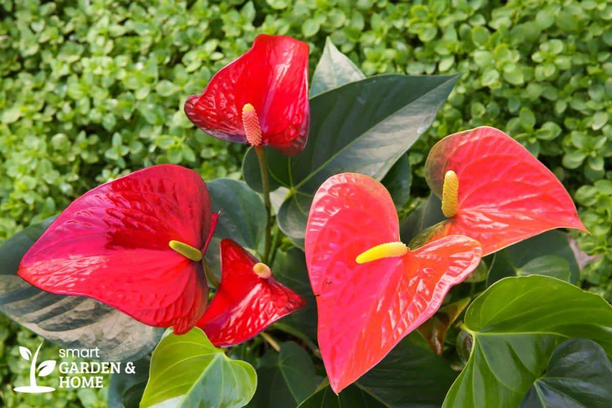 Anthurium