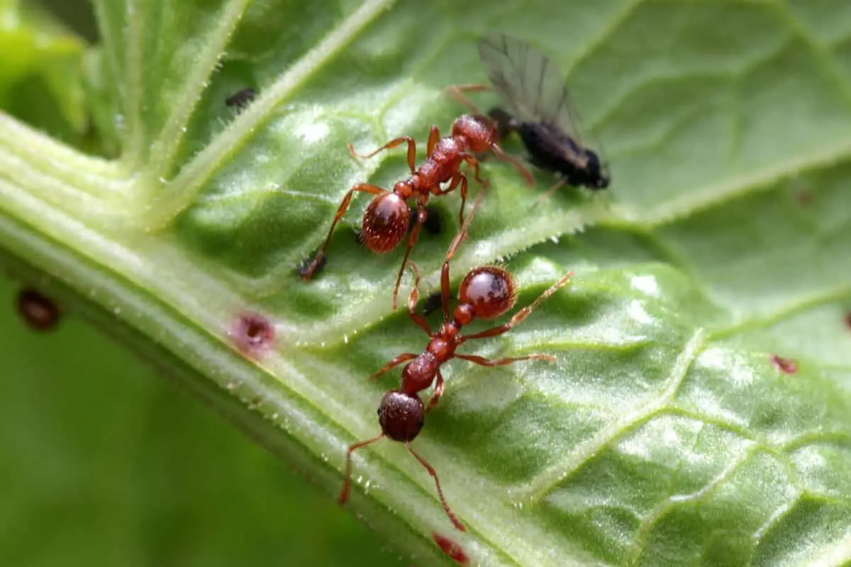 Ants Help Artichoke Plants Through Pest Control