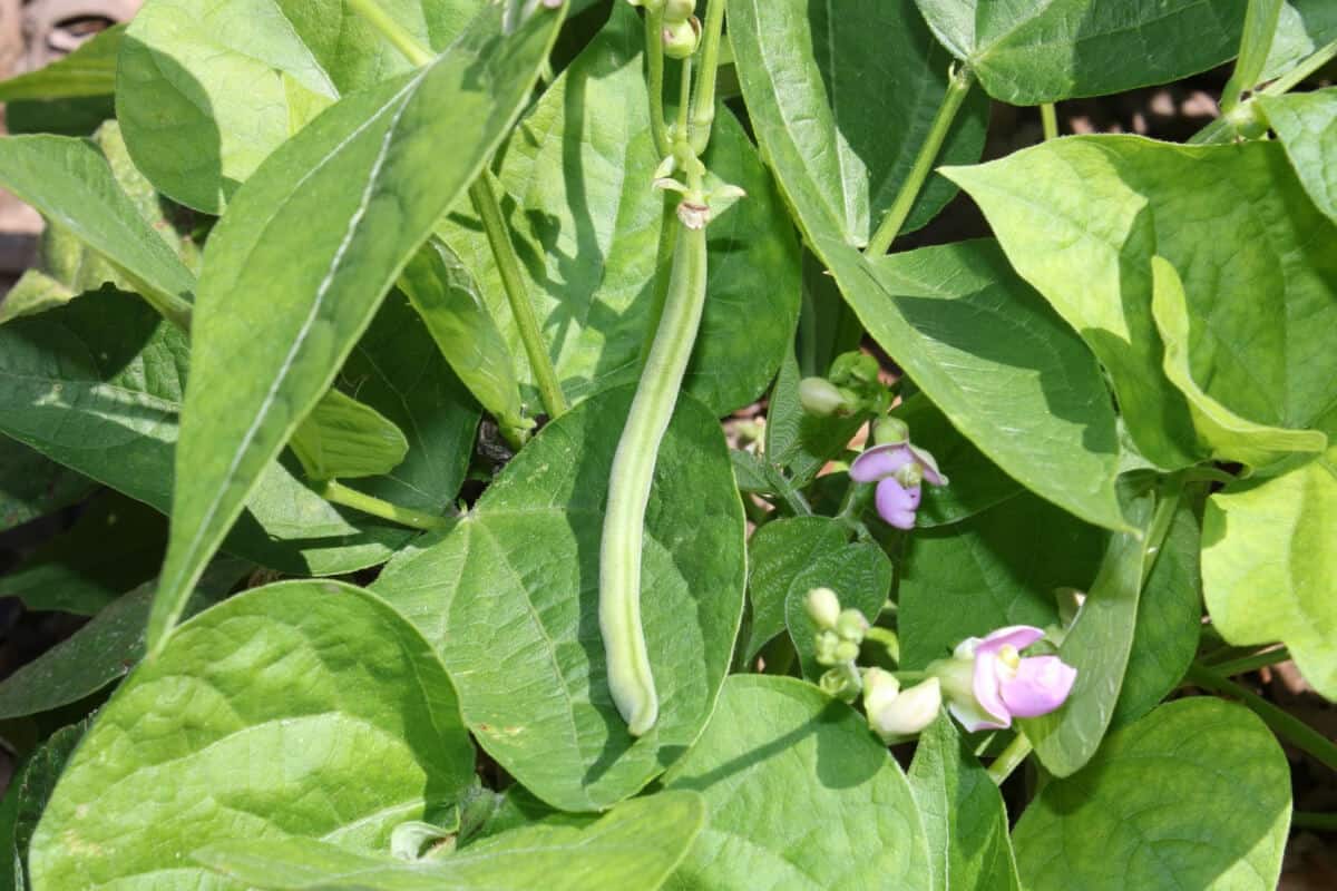 Ants Help Bean Plants Through Pollination