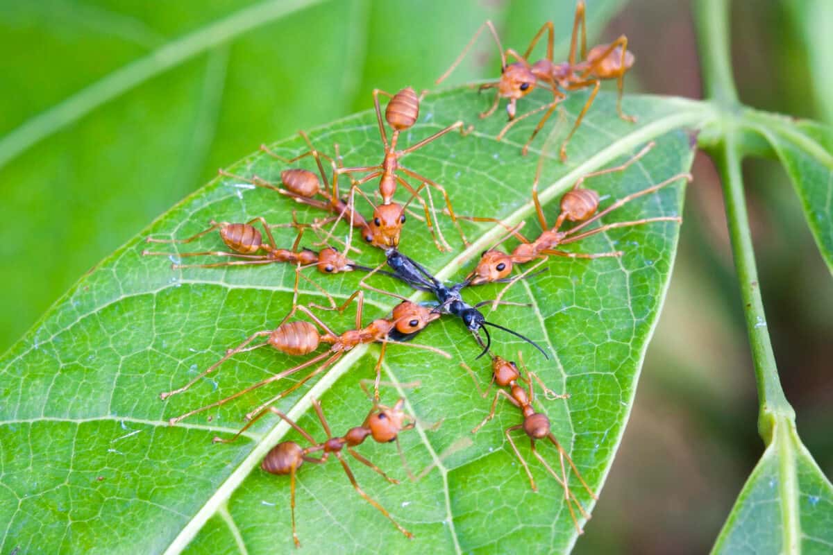 Ants Help Corn Plants by Protecting them from Predators