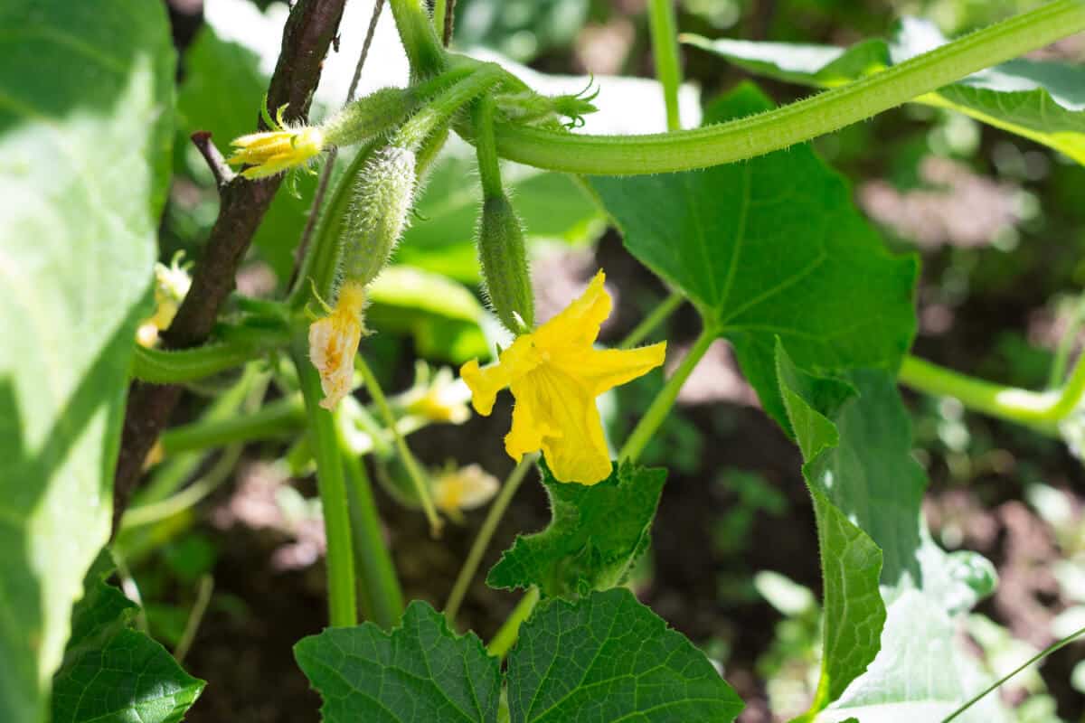 Ants Pollinating a Cucumber Plant