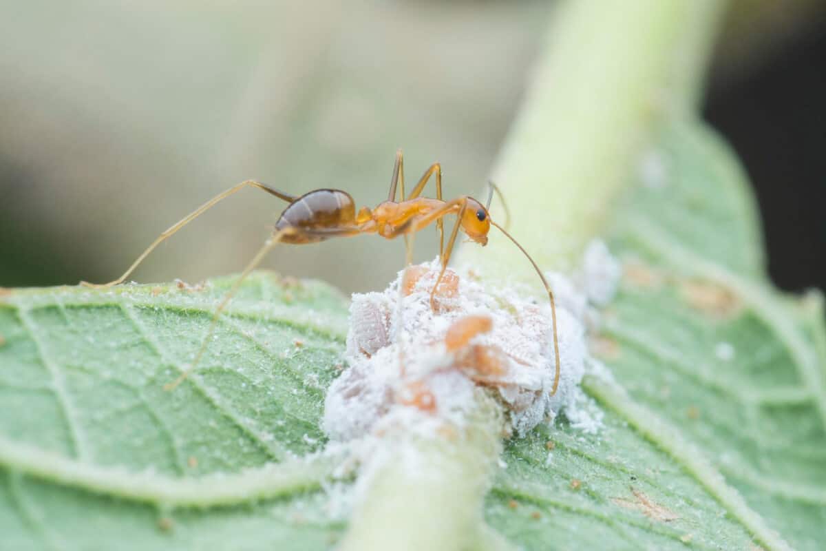 Ants Help Potato Plants by Eating Pests