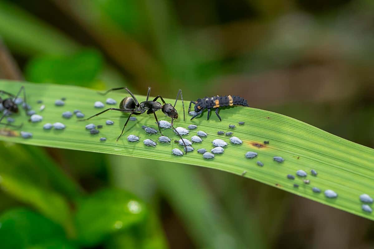 Ants Help Squash Plants by Decreasing Pests