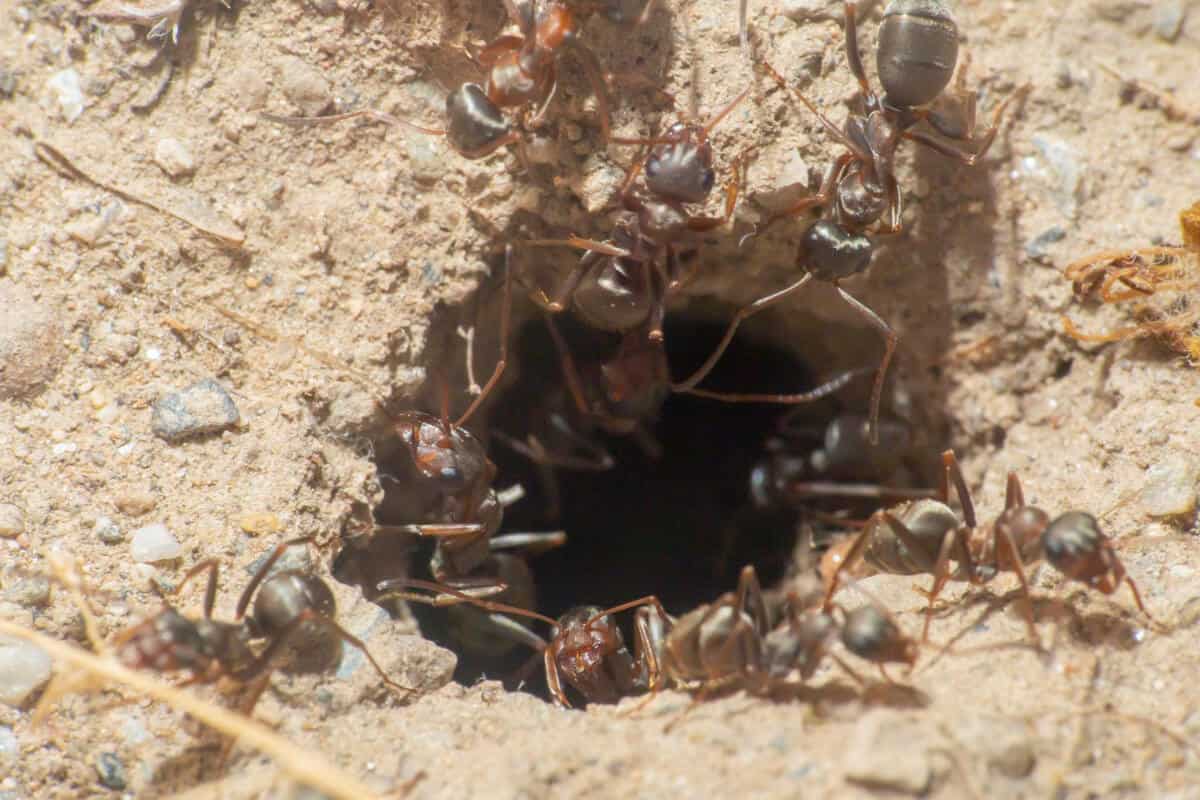 Ants Help Watermelon Plants Through Soil Aeration