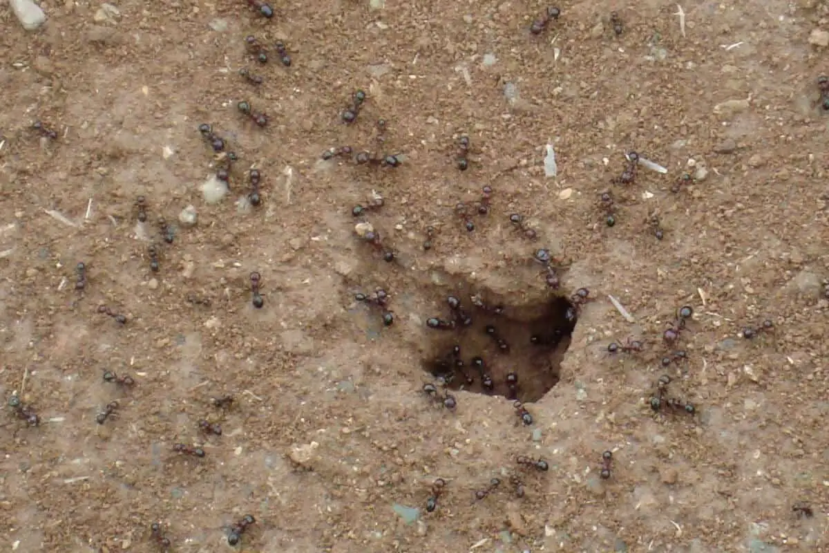 Ants Improve Plants Soil Health