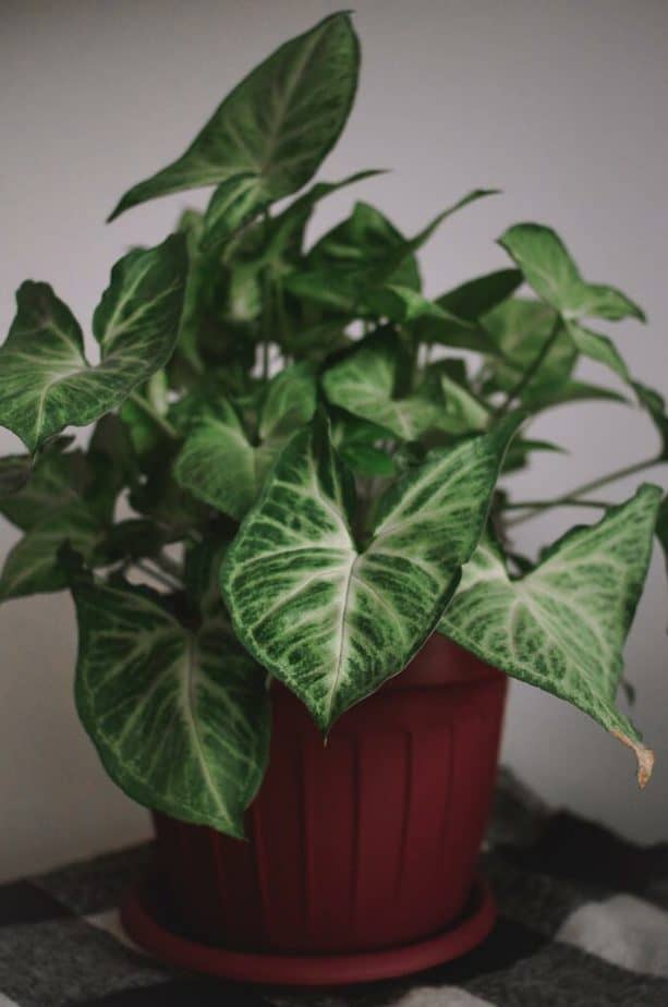 Arrowhead Plant Best Indoor Plant