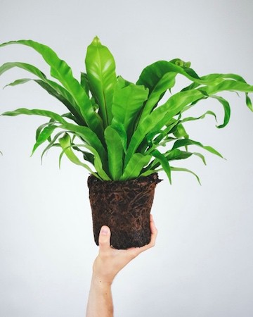 Bird's Nest Fern Most Common and Popular Houseplant