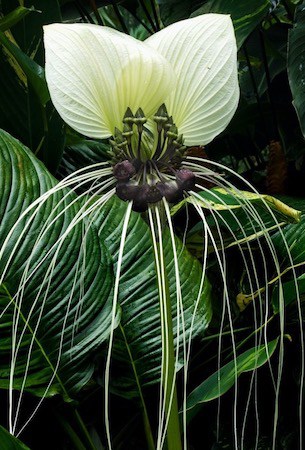 Black Bat Flower Cool and Unique Houseplant