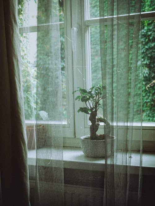 Bonsai Tree by Window