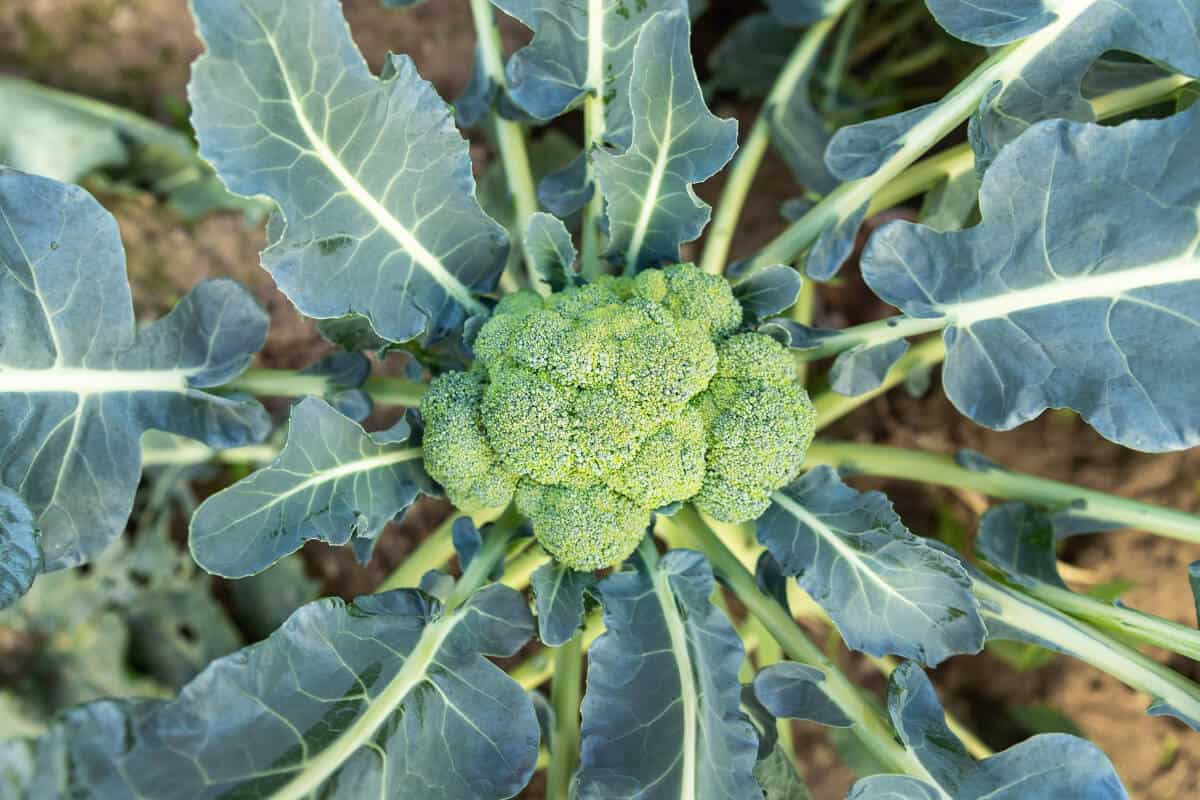 Broccoli