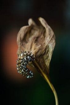 Peace Lily Leaves Turning Brown and Black