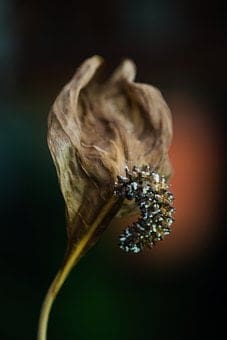 Peace Lily Leaves Turning Brown and Black