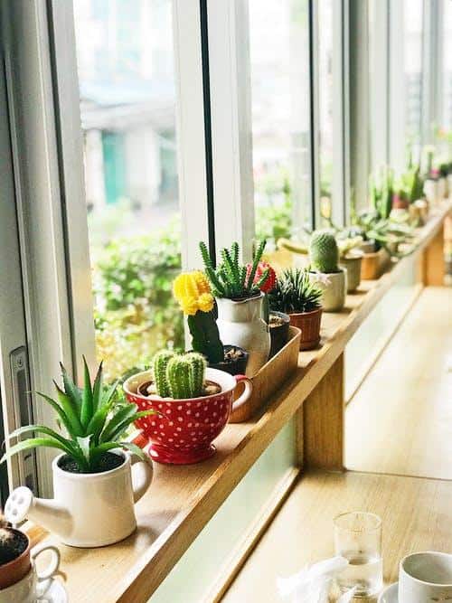 Cacti Best Window Plant