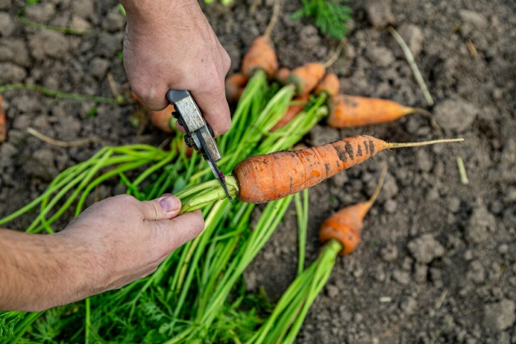 Carrots