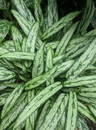 Chinese Evergreen Plant Low-Light Houseplant