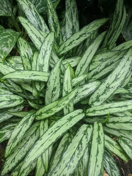 Chinese Evergreen Plant For Offices With No Windows