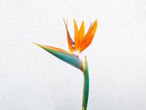 Bird of Paradise Colorful Houseplant