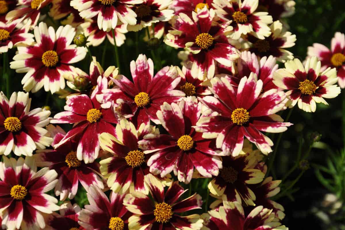 Coreopsis Hardy Jewel Series