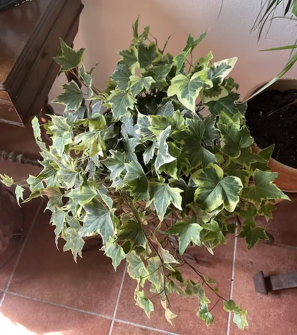 English Ivy Plant Indoor Climbing Plant