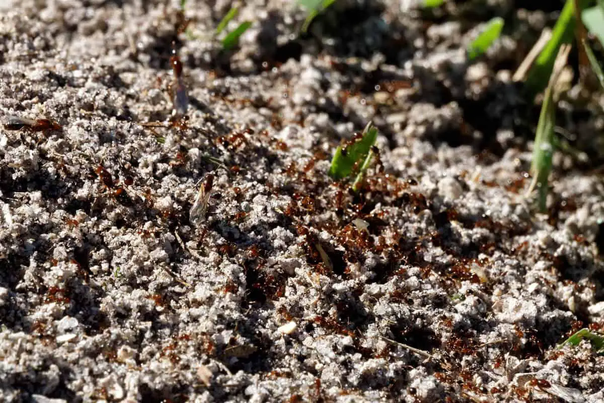 Fire Ants on Soil