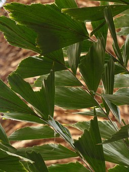 Fishtail Palm