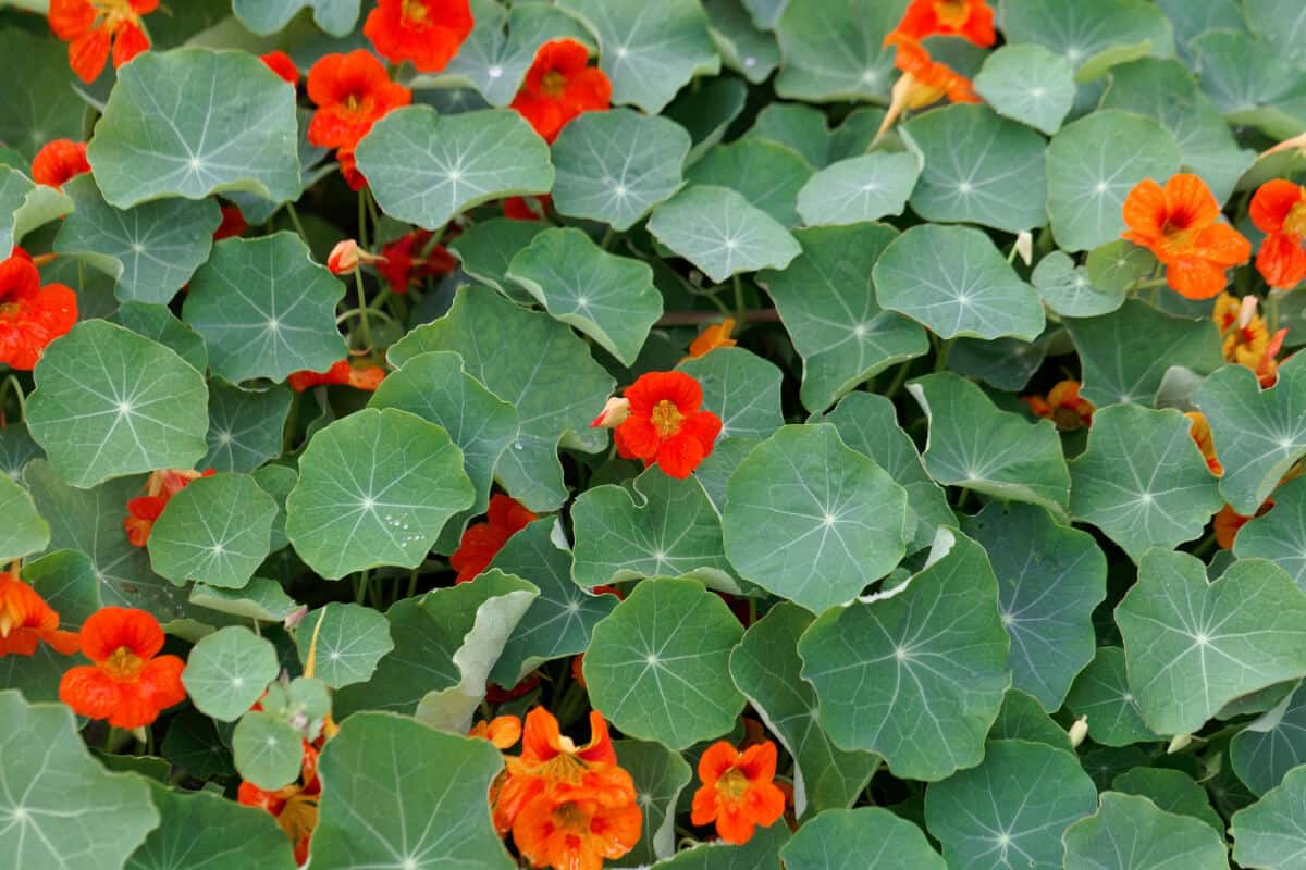 Garden Nasturtium