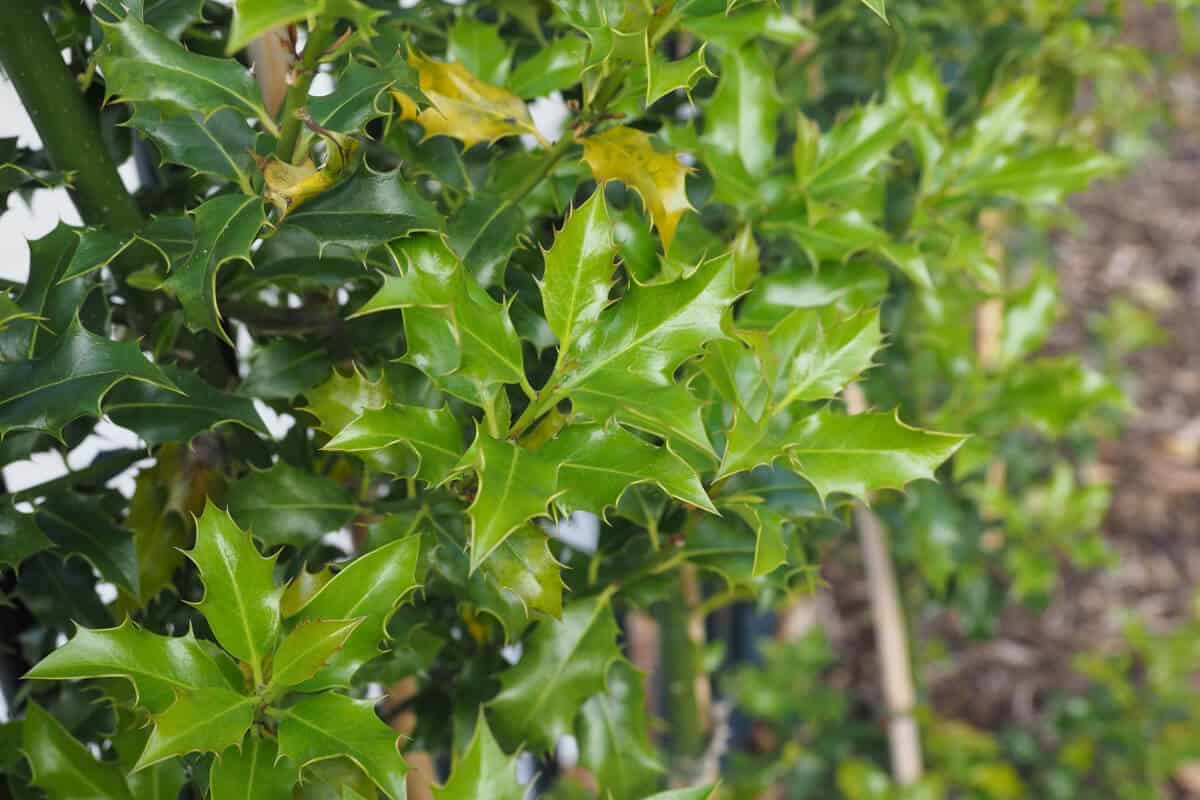 Holly Plant