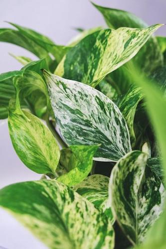 Jessenia Pothos Variety