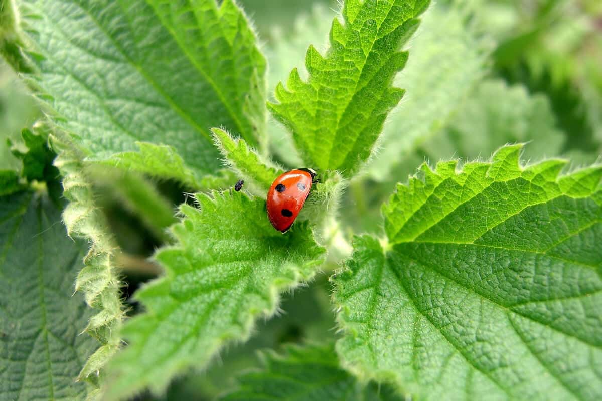 Ladybug