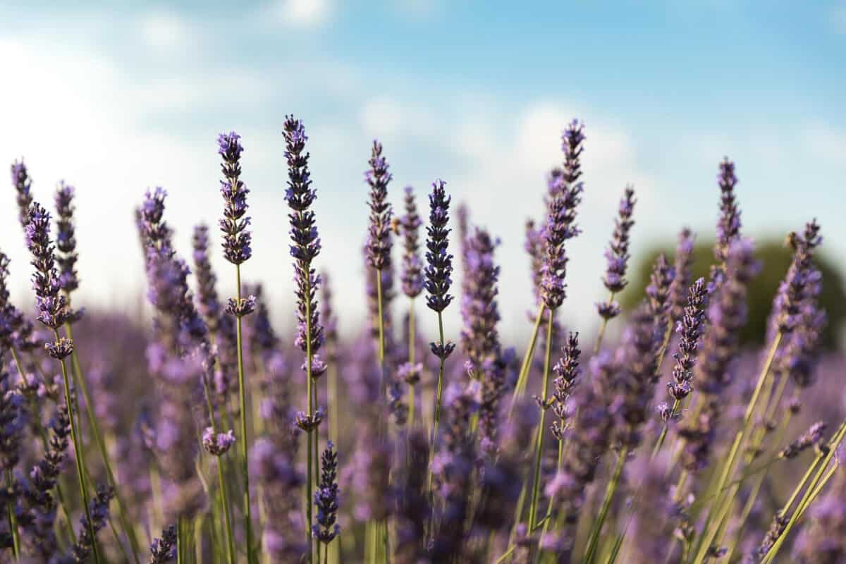 Lavender Plants