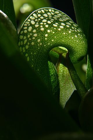 Lobster Pot Plant Carnivorous Houseplant