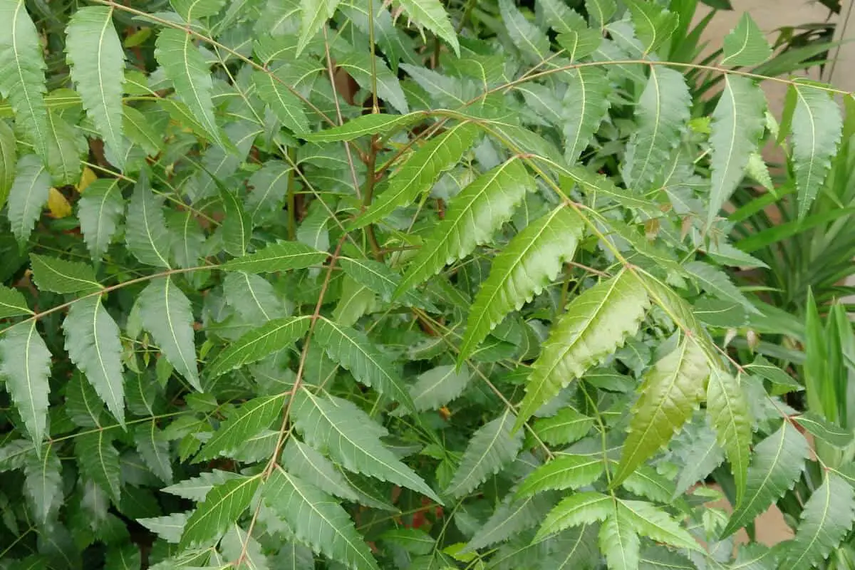 Neem Oil Extracted from Azadirachta indica Plants