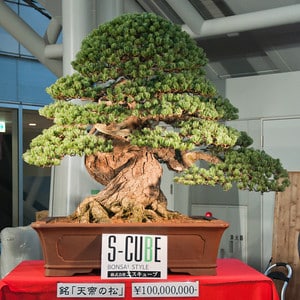 Old Pine Tree Takamatsu - Most Expensive Bonsai Tree