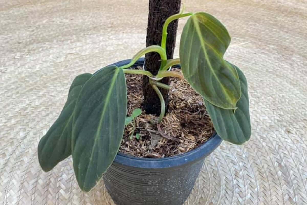 Philodendron Gigas