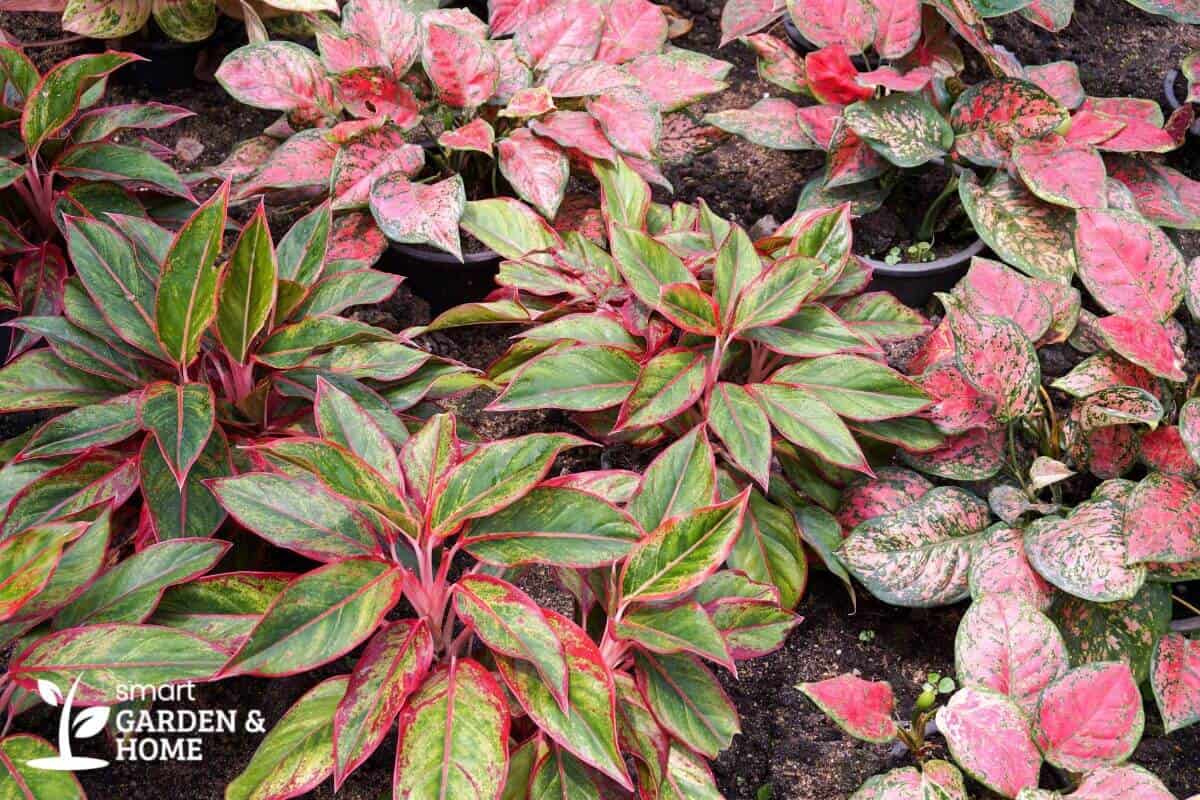 Pink Aglaonema