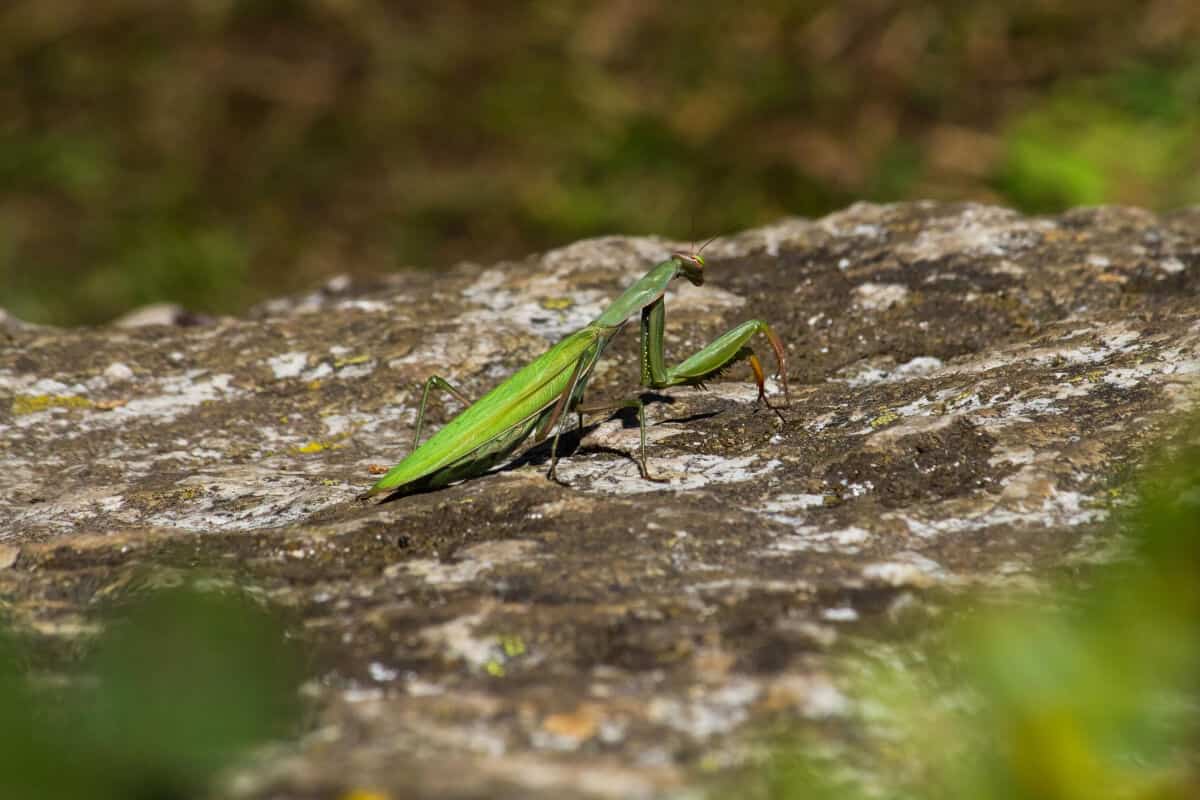 Praying Mantis