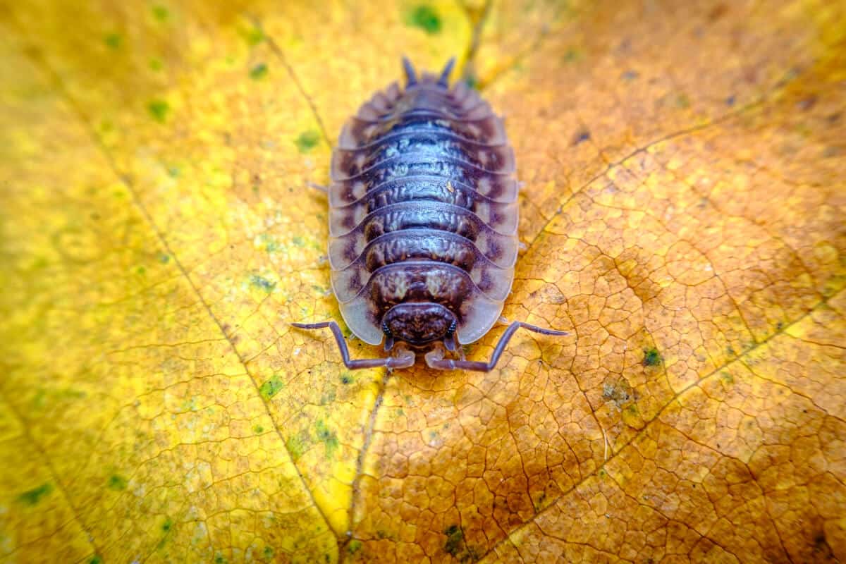 Pill Bug