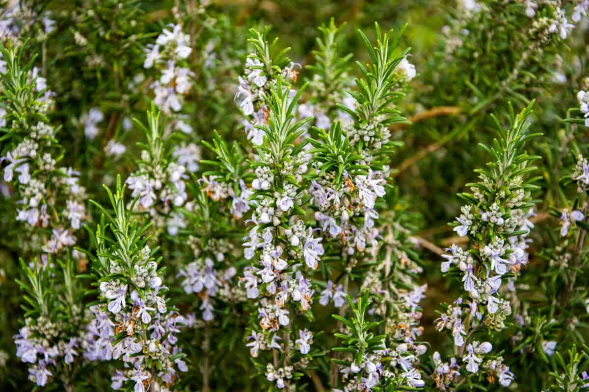 Rosemary