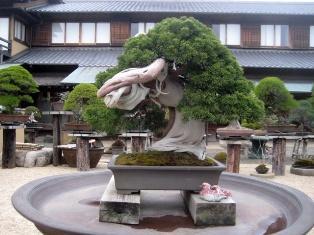 Shunka-En Bonsai Tree